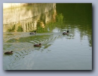 [Click to enlarge image]