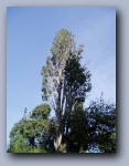 [Click to enlarge image]
