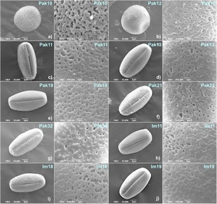Objavljen rad u časopisu Plants