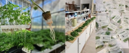 Role of magnesium in tomato nutrition: integrative approach