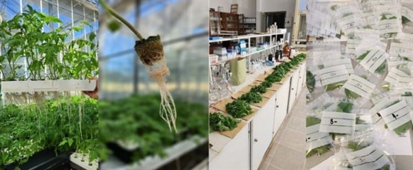 Uloga magnezija u ishrani rajčice: integrativni pristup (InToMag)