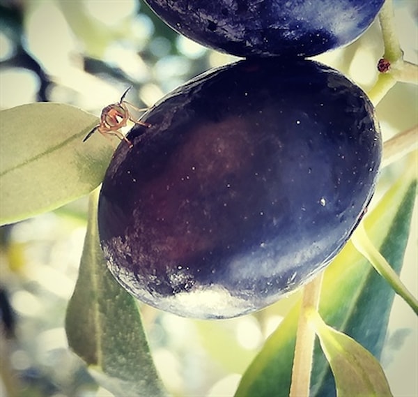 Novi pristup praćenja leta i/ili suzbijanja maslinine muhe (Bactrocera oleae, Rossi) uporabom hlapivih tvari nusprodukta proizvodnje piva (BeerBy-4- OliveFly)