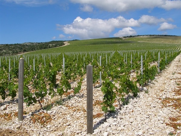 Integrirana zaštita masline u Splitsko-dalmatinskoj županiji