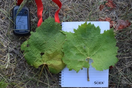 Prospection and genomic analysis of endangered Croatian grapevine cultivars and wild grapevine – RemainGrape