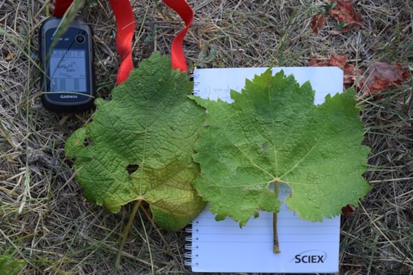 Prospection and genomic analysis of endangered Croatian grapevine cultivars and wild grapevine – RemainGrape