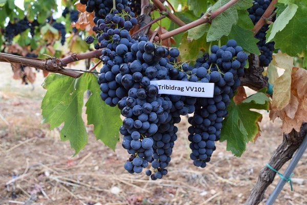 Istraživanje usmjereno na unaprjeđenje kvalitete sadnog materijala loze – bezvirusni matični vinograd cvs. Tribidrag, Pošip i Rukatac