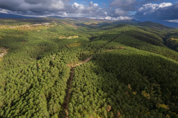 Assessment of water availability in Mediterranean black pine forests (PINE-WATER)