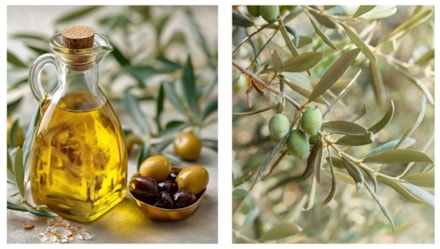 Enhancing competitiveness of olive production through triple helix cooperation COOPeR 2.0