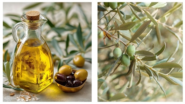 Enhancing competitiveness of olive production through triple helix cooperation COOPeR 2.0